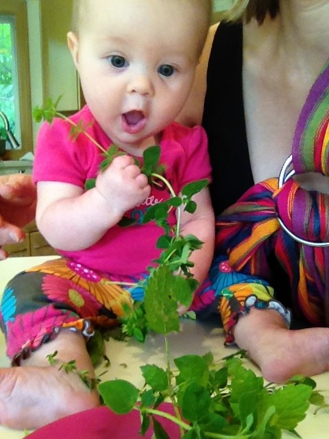 Helping pick herbs