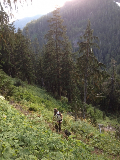 Forest Trail