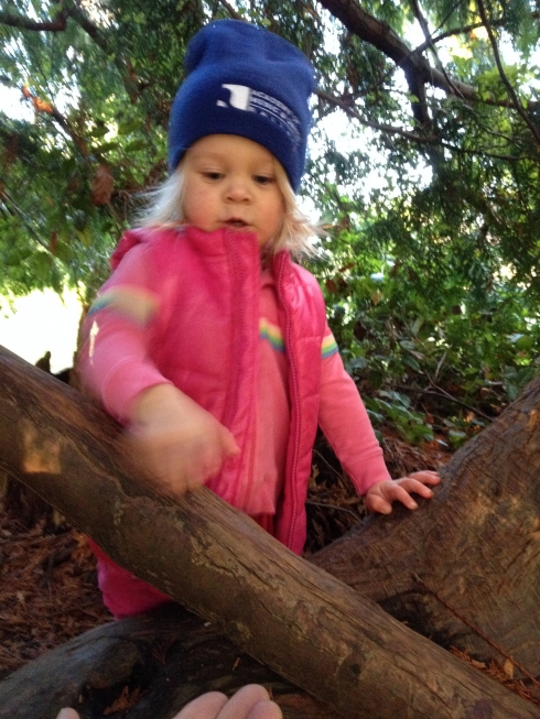 Pink in a Tree