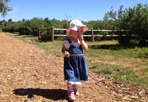 Upick Blueberries