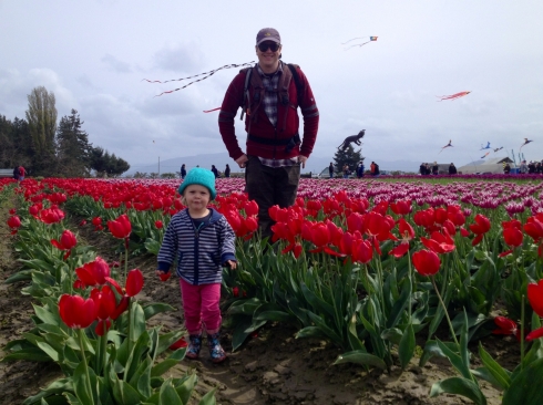 Tulip Town Rocks